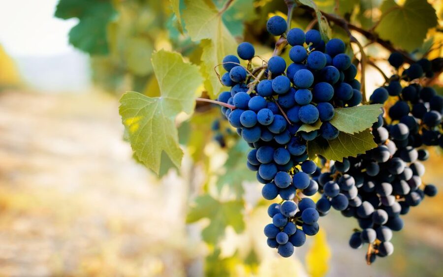 From Milan: Barolo Wine Tasting, Alba Tour and Castle Visit - Who Should Book This Experience?