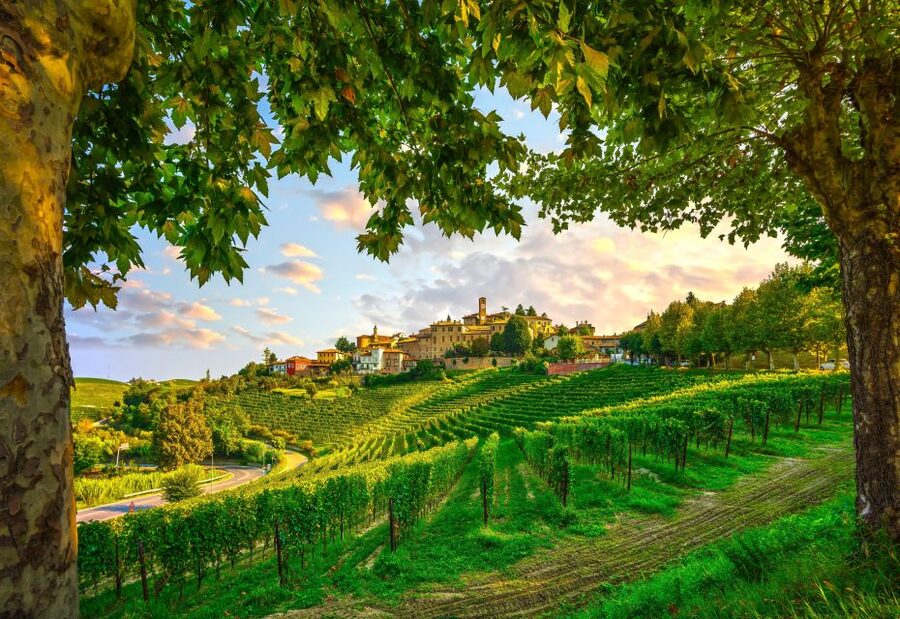 From Milan: Barolo Wine Tasting, Alba Tour and Castle Visit - Five or Six Wines, Including Barolo
