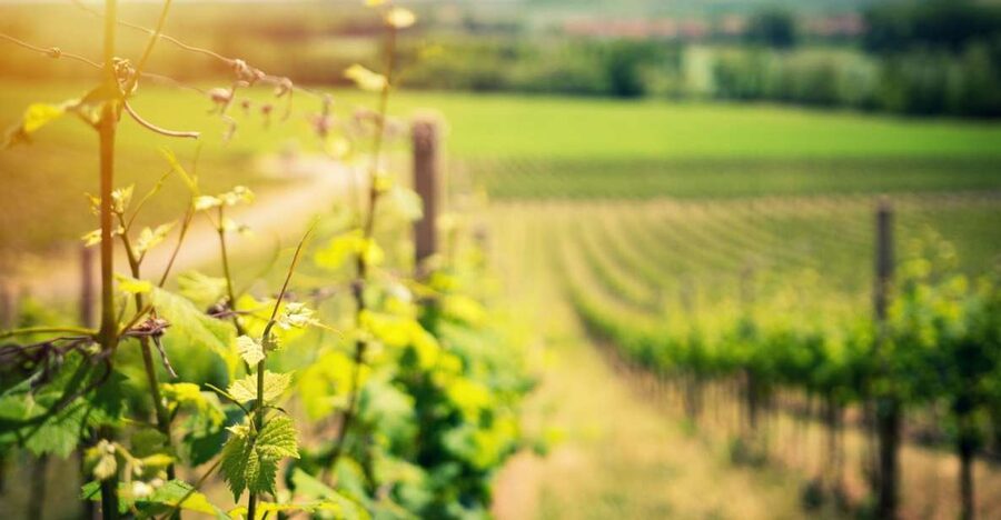 From Naples: Pompeii and Wine Tasting Tour with Lunch - The Vesuvius wine country
