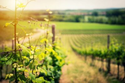 Pompeii and Wine Tasting Tour with Lunch