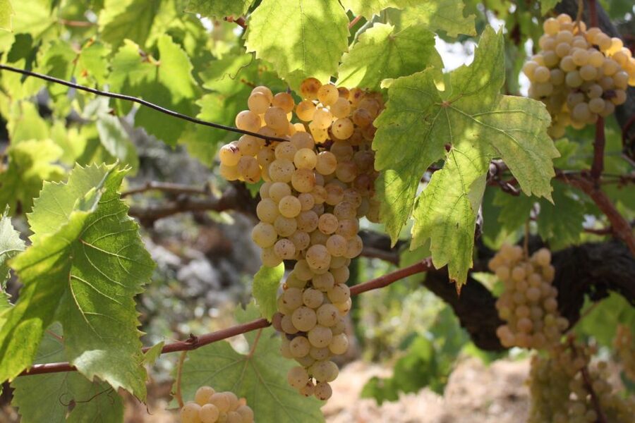 From Naples: Pompeii and Wine Tasting Tour with Lunch - Timing, comfort, and practical limits