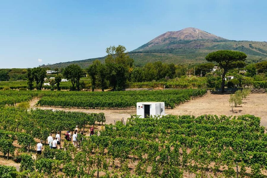 From Naples: Wine Tasting Tour on Vesuvius Slopes with Lunch - Why Vesuvius makes the wine taste different