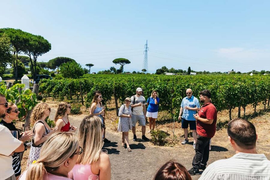 From Naples: Wine Tasting Tour on Vesuvius Slopes with Lunch - Is the tour good value?