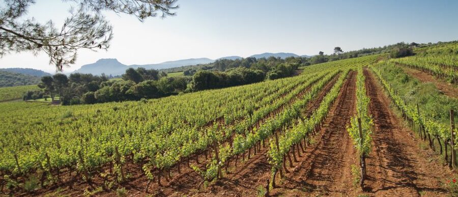 From Nice: Provence Wine Full-Day Tour - Why this Provence wine day works so well