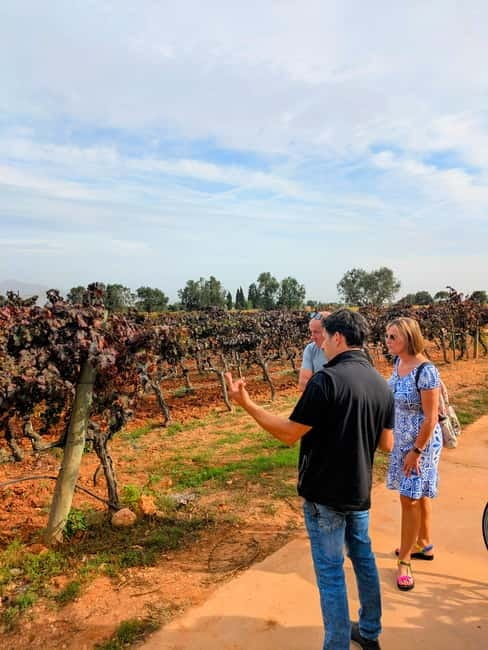 From Palma de Mallorca: Private Wine and Local Flavors Tour - Seeing the vineyard and winery