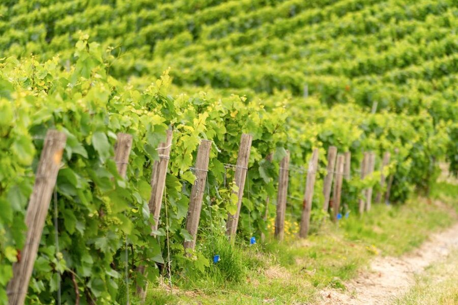 From Paris: Day Trip to Champagne with 8 Tastings & Lunch - Lunch at a small producer is often the heart of the day