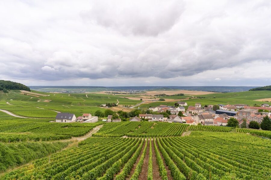 From Paris: Day Trip to Champagne with 8 Tastings & Lunch - Who should book this Champagne day