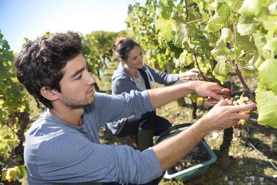 From Paris: Small-Group Champagne Day Trip with Six Tastings - Nicolas Feuillatte shows Champagne at industrial scale