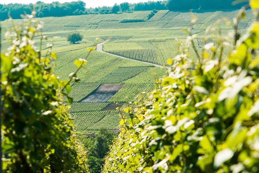 From Paris: Small-Group Champagne Day Trip with Six Tastings - Reims Cathedral gives the day a strong opening