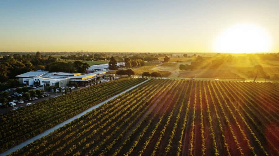 From Perth: Swan Valley Cruise, Winery, Cheese & Lunch - Morning wine tasting with the river moving past