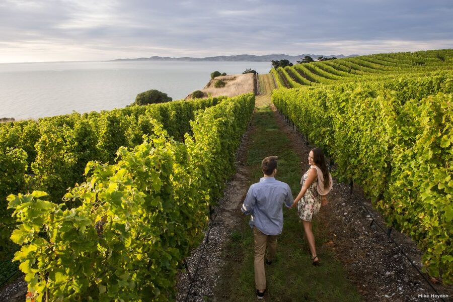 From Picton: Marlborough Wine Trip Shore Excursion - Lunch at a vineyard restaurant
