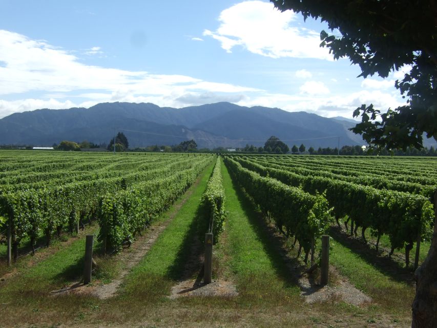 From Picton: Marlborough Wine Trip Shore Excursion - Price, timing, and shore-excursion value