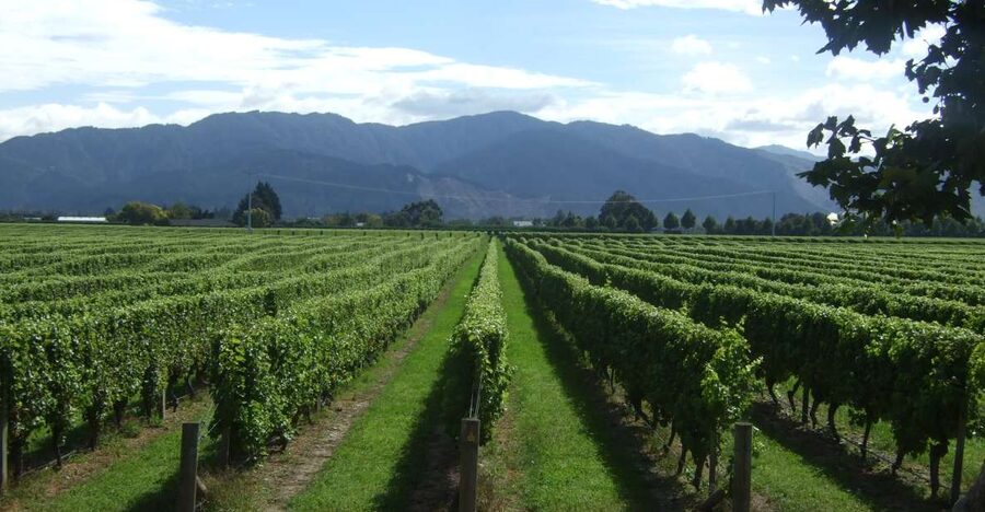 From Picton: Marlborough Wine Trip Shore Excursion - Who will enjoy this tour most