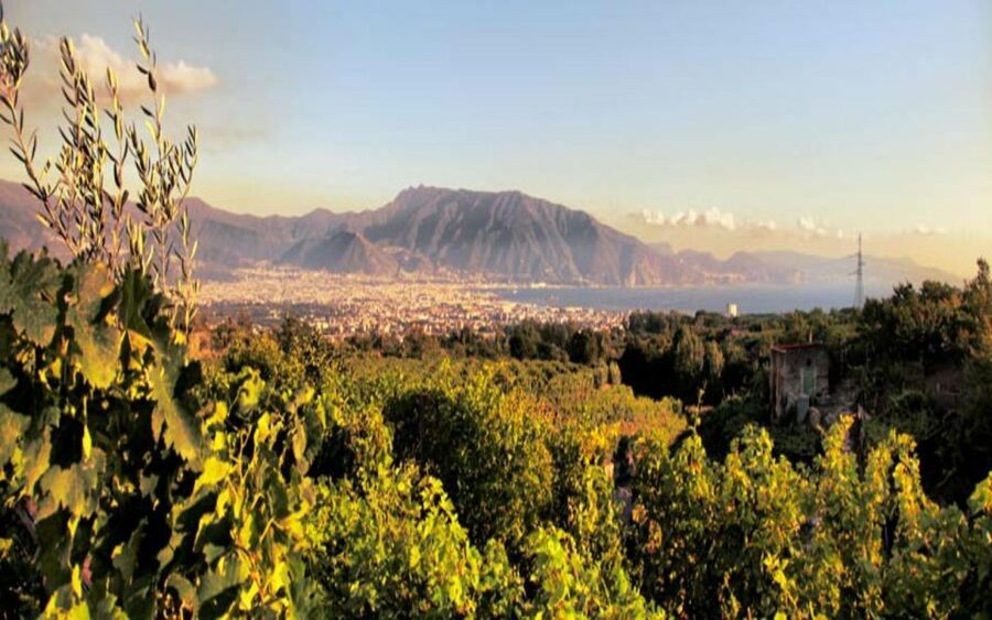 From Pompeii: Mount Vesuvius Wine Tasting and Lunch - Four wines paired with a leisurely lunch