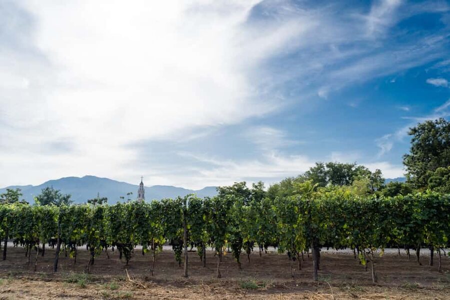 From Pompeii: Mount Vesuvius Wine Tasting and Lunch - Walking a family vineyard above Pompeii