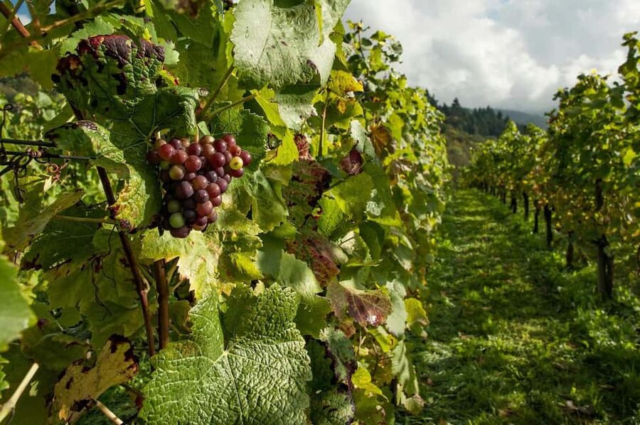 From Porto: 2 Wine Regions, Farm Lunch, and Boat Ride - Who should book this Douro Valley experience?