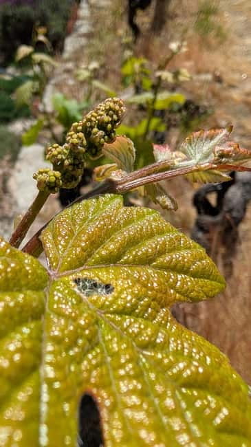 From Porto: 2 Wine Regions, Farm-to-Table Lunch & Boat - Amarante begins the day with Vinho Verde