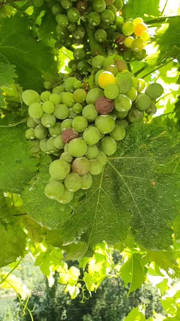 From Porto Day Douro Valley Wine Tour 2 Wine Tasting & Lunch - Final call: book it for variety and views