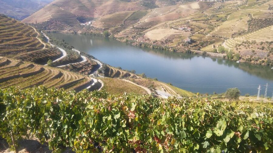 From Porto: Private Douro Valley Tour with Cruise and Wine - Who should book this tour