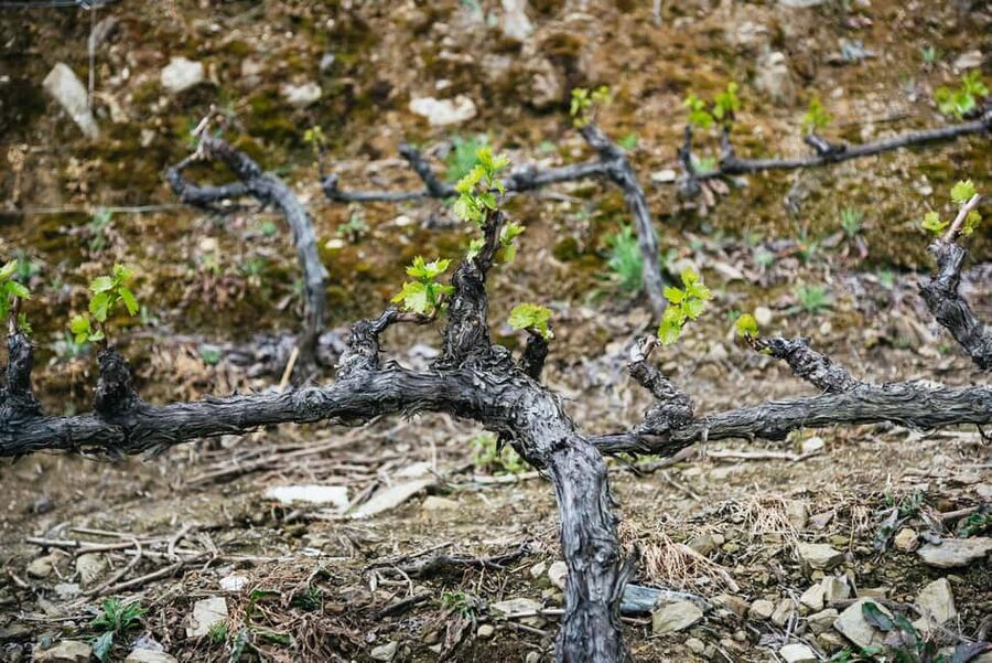 From Porto: Small Group Douro Valley Tour with Wine & Cruise - The bonus Porto walking tour