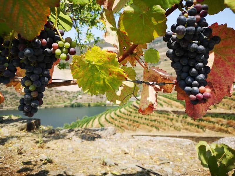 From Porto: Tastings at 2 Wineries, Chef's Lunch & Boat Tour - Weather, timing, and small practical details