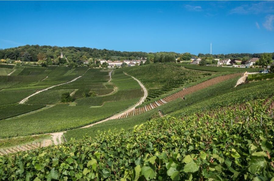 From Reims: Champagne Day Trip to 3 Family Domains & Lunch - The guide makes or breaks the day