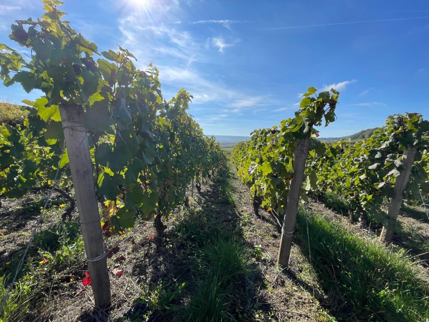 From Reims/Epernay: Champagne half-day tour (small group) - The Montagne de Reims and Marne Valley producers