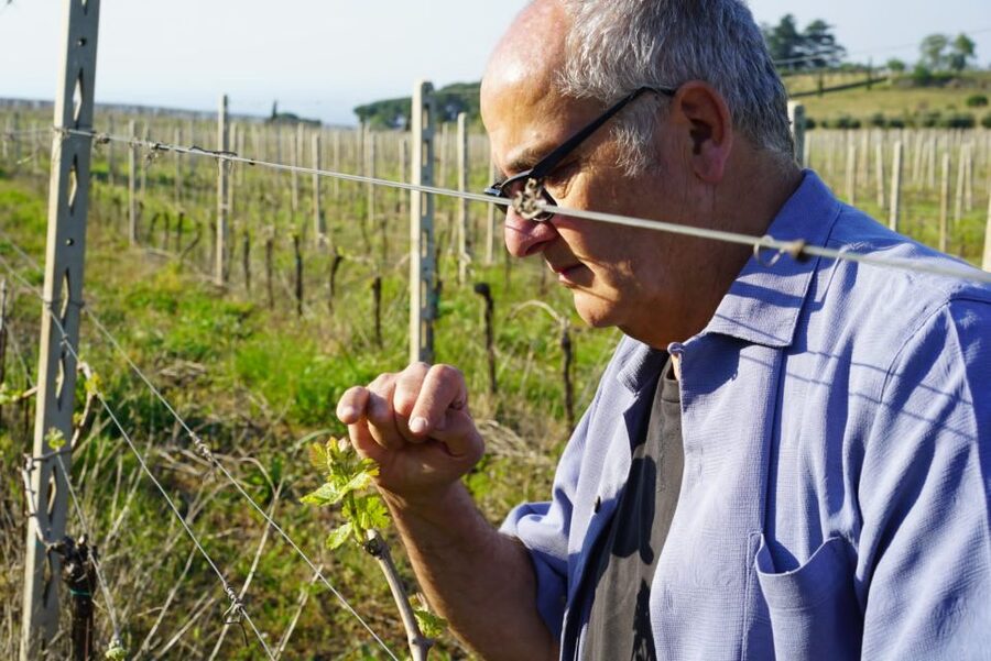 From Rome: Frascati Wine Region Tour with Wine Tasting - Old cellars, oak barrels, and the story in the bottle