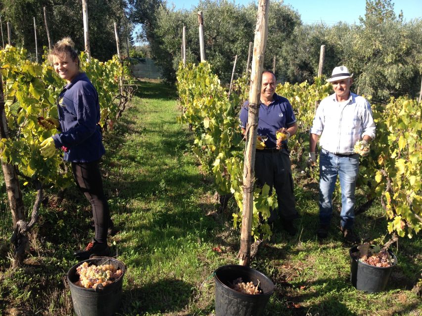 From Rome: Half-Day Frascati Wine Tour with Farmhouse Lunch - Why Frascati makes a good break from Rome