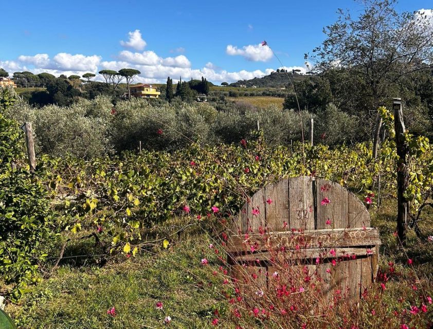 From Rome: Half-Day Frascati Wine Tour with Farmhouse Lunch - Walking through Frascati before lunch