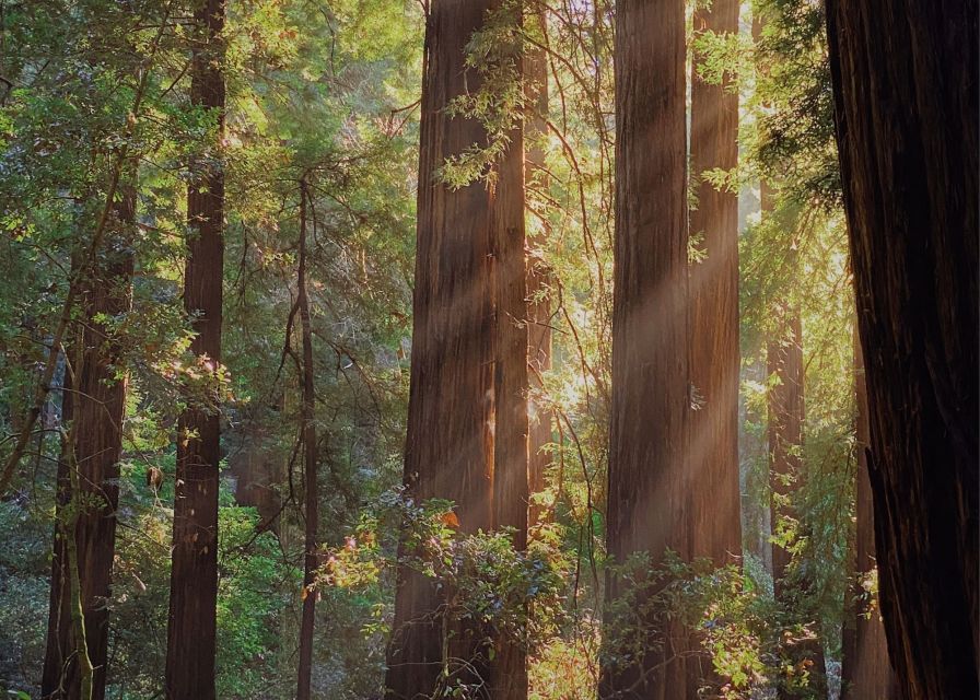From San Francisco: Muir Woods & 3 Wineries in Napa & Sonoma - What the three winery stops are really like