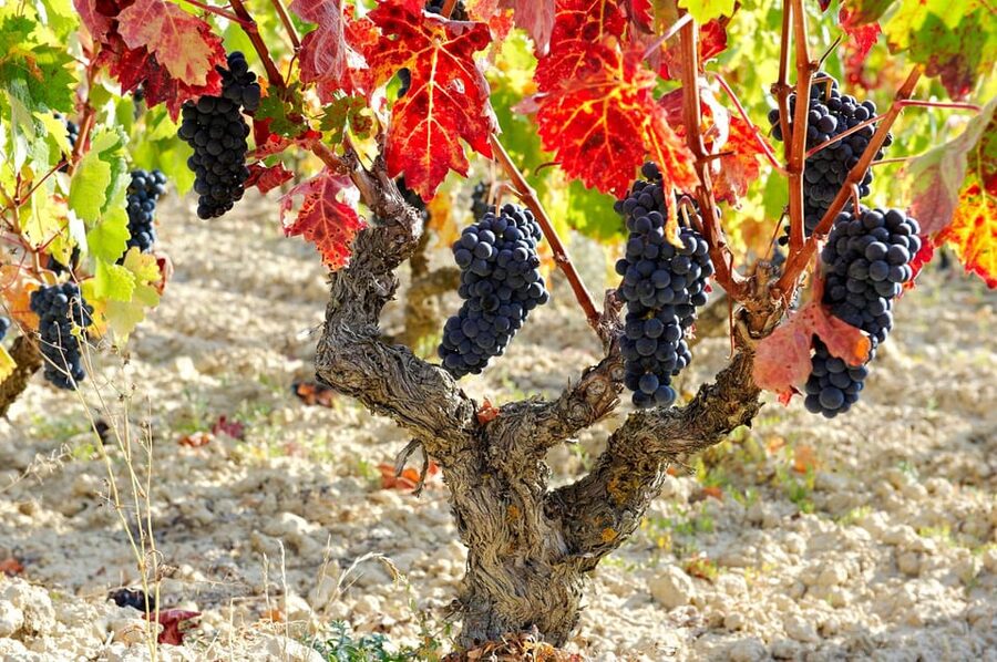 From San Sebastian/Bilbao/Vitoria: La Rioja Wineries Tour - Key points at a glance