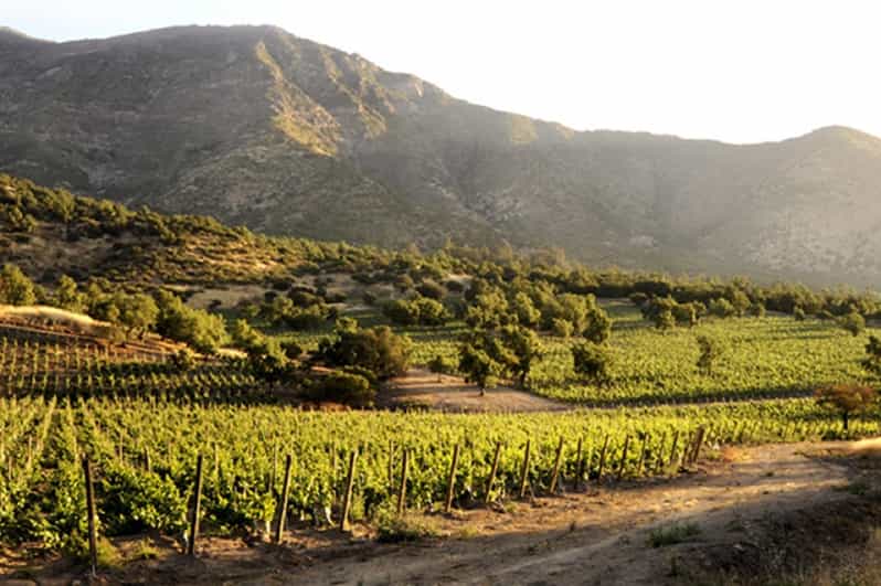 From Santiago: Maipo Valley Wine Tour - Who should book this Maipo Valley tour?