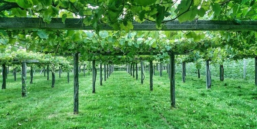 From Santiago: Rías Baixas Galicia Seafood & Wine Day Tour - Who will enjoy this day most