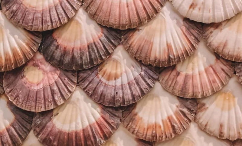From Santiago: Rías Baixas Tour with boat trip and winery - O Grove, seafood capital with a choice to make