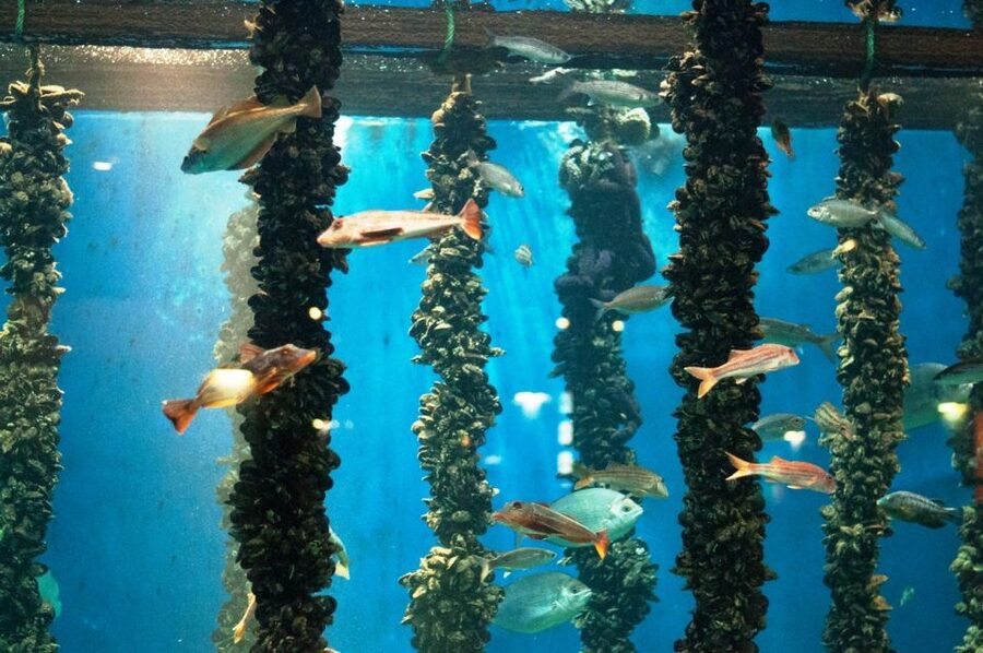 From Santiago: Tour to Rias Baixas with Boat Trip and Winery - Key points to know before you book