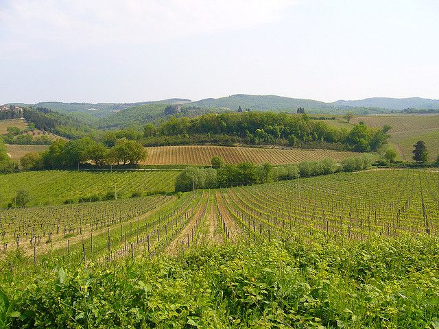 From Siena: Chianti and Castles Tour with Wine Tastings - The first winery and the tasting table