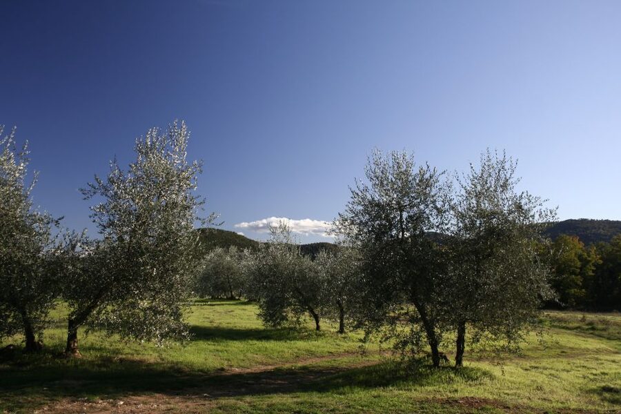 From Siena: Chianti Wine Tour with Lunch - Leaving Siena for the Chianti hills