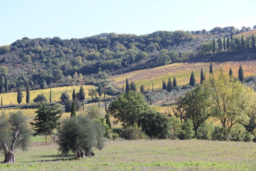 From Siena: Chianti Wine Tour with Lunch - The first winery and the story of Chianti