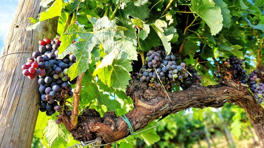 From Siena: Chianti Wine Tour with Lunch - A generous Tuscan lunch with wine