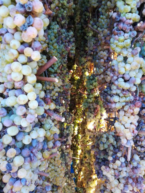 From Siena: Chianti Wine Tour with Lunch - Guides make the difference