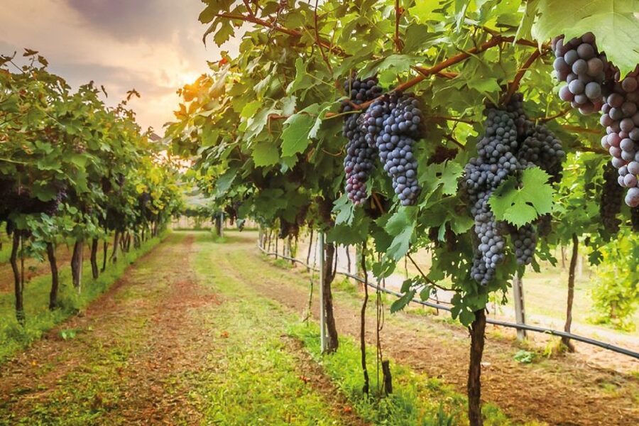 From Siena: Day Tour in a Vintage Fiat 500 with Winery - What to Bring and What to Expect