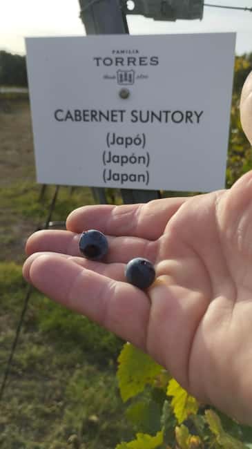 From Sitges: Wine Tasting at 2 Wineries with Hotel Pickup - What you will actually taste