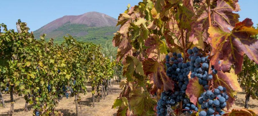 From Sorrento: Mount Vesuvius Tour with Lunch & Wine Tasting - How much winery information will you get?