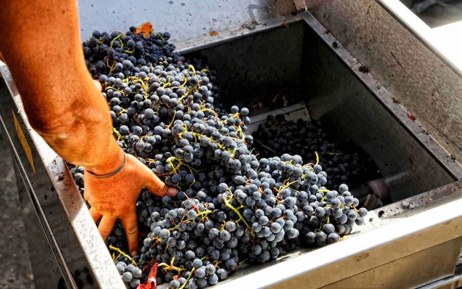 From Sorrento: Winery Tour, Tasting & Lunch - Four Courses, Four Wines, and a Taste of Campania
