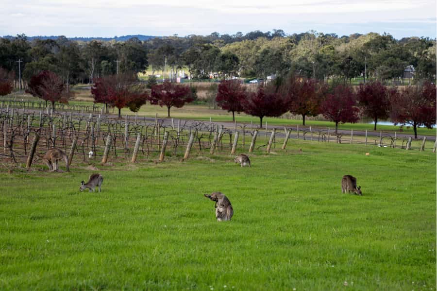 From Sydney: Award-Winning Hunter Valley Wine & Cheese Tour - A 45-minute stop for Hunter Valley cheese