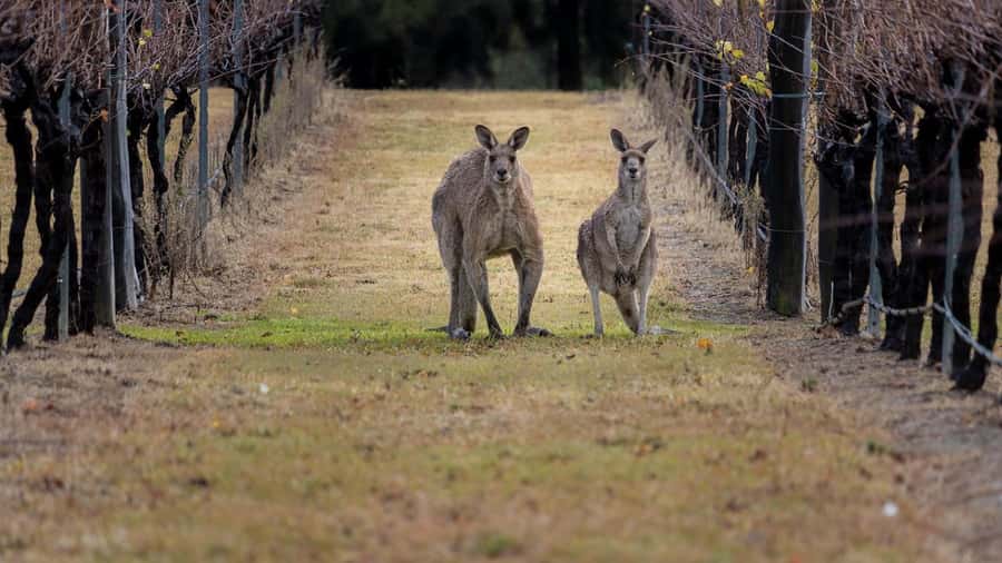 From Sydney: Hunter Valley Wine Tasting & Winery Picnic Tour - Sobels Winery and the first taste of Hunter Valley