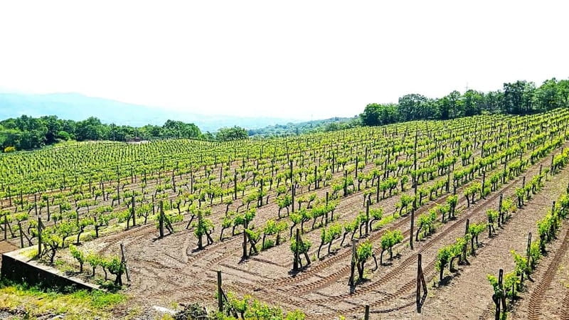 From Taormina: Etna Walking Tour and Wine Tasting in Winery - From volcanic rock to an Etna winery