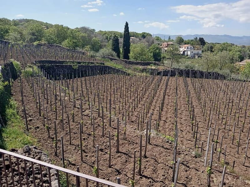 From Taormina: Etna Walking Tour and Wine Tasting in Winery - Is the $180 price fair?