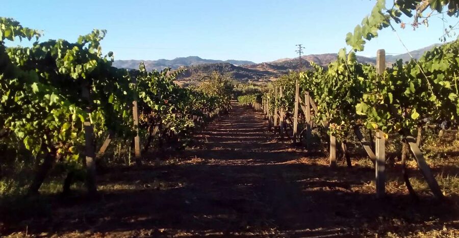 From Taormina: Etna Wineries Small Group Tour - Why Etna wine country is worth a full day
